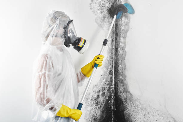 Best Mold Remediation for Rental Properties  in USA